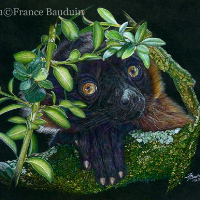 Peekaboo Lemur - 38 hours
Black Somerset Velvet paper
13" x 15.5"
Ref.:  Anne Noël